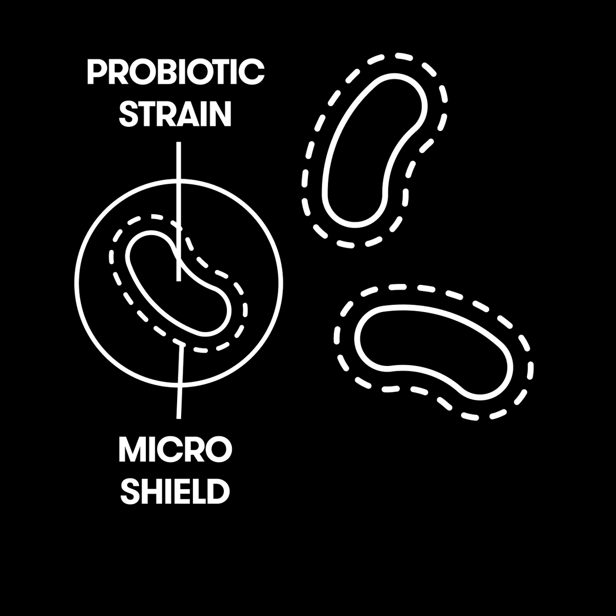 White line diagram of a micro-shielded probiotic strain