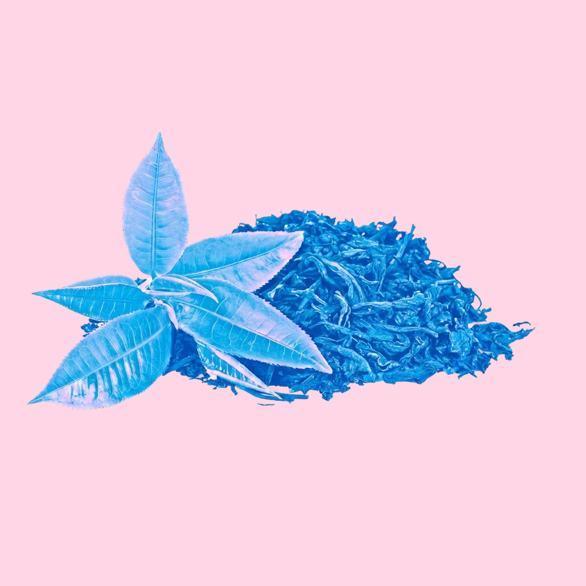 Blue tea leaves, 2021 tea company partnership